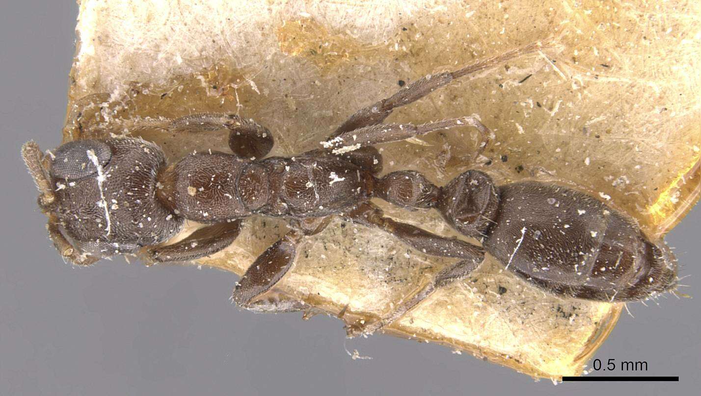 Image of Pseudomyrmex caeciliae (Forel 1913)