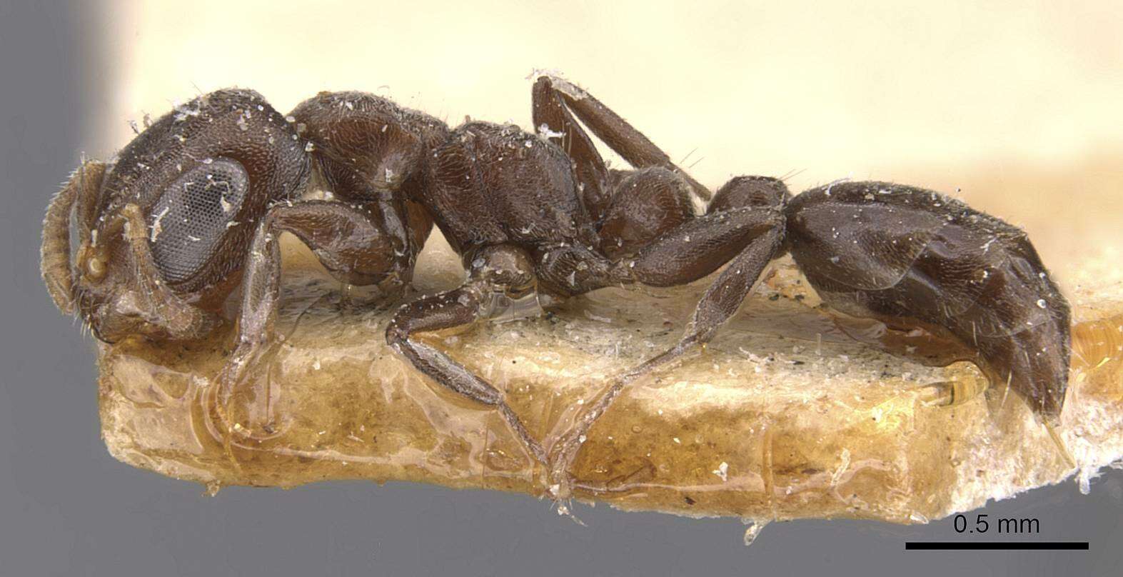 Image of Pseudomyrmex caeciliae (Forel 1913)