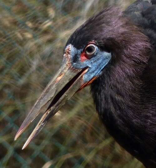 Image of Abdim's Stork