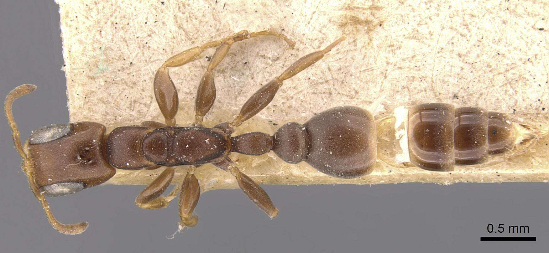 Image of Pseudomyrmex fiebrigi (Forel 1908)