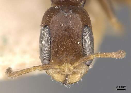 Image of Pseudomyrmex fiebrigi (Forel 1908)