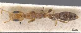 Image of Pseudomyrmex