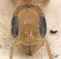 Image of Pseudomyrmex