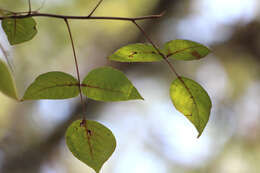 Image of eastern poison ivy