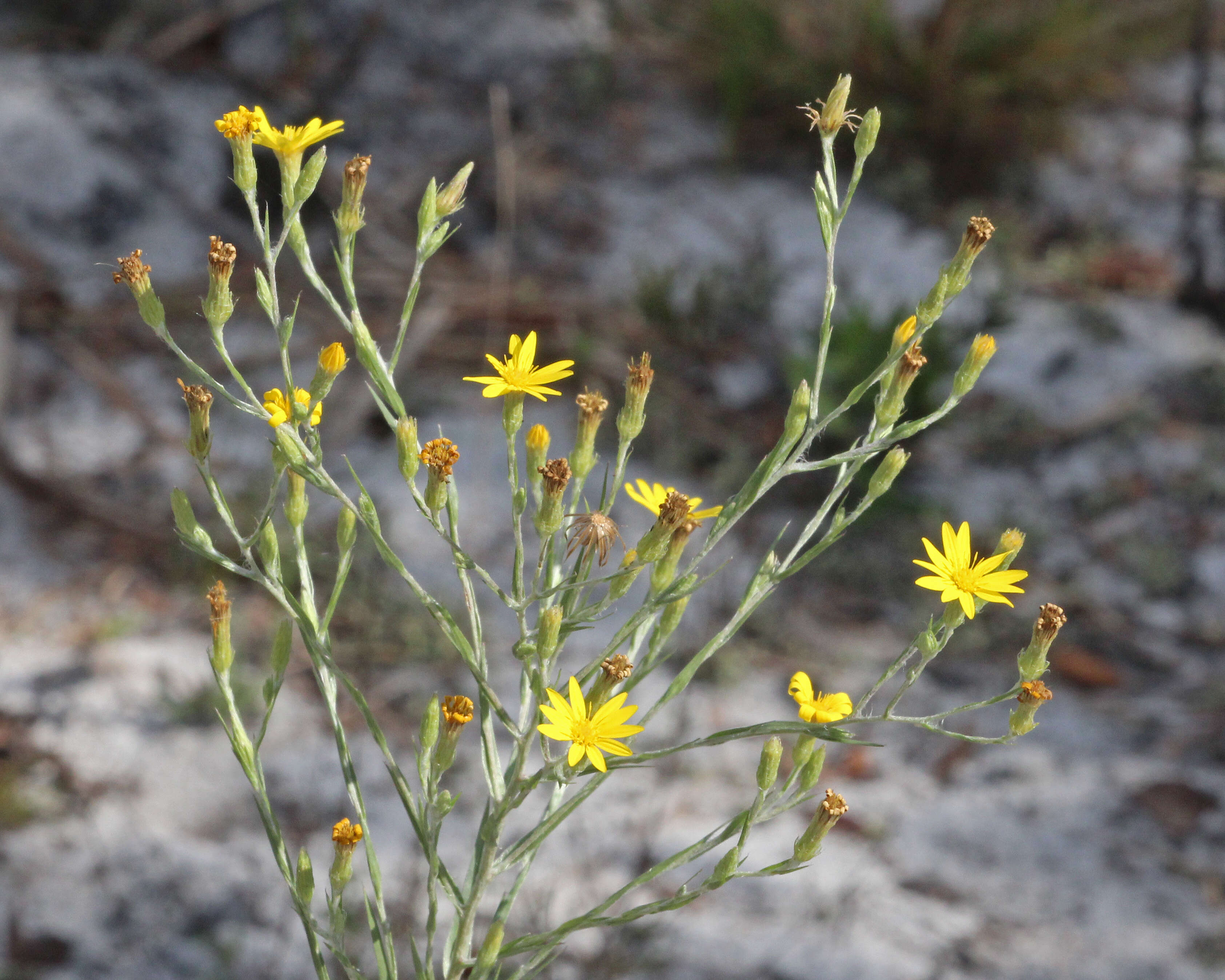 Image de Pityopsis graminifolia (Michx.) Nutt.