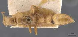 صورة Pseudomyrmex gebellii (Forel 1899)