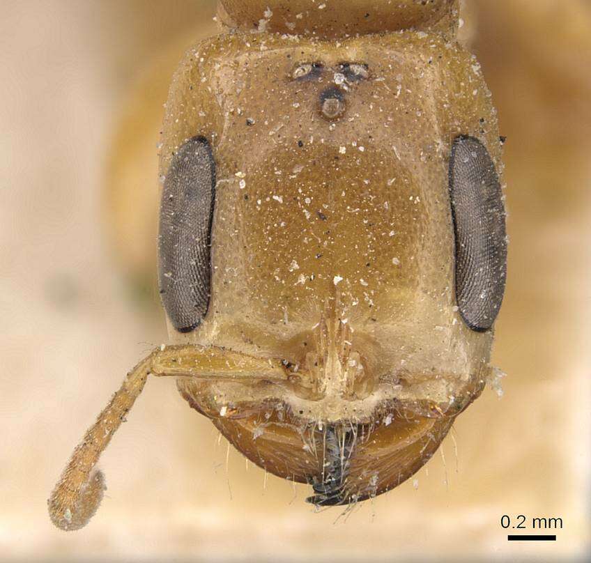 صورة Pseudomyrmex gebellii (Forel 1899)