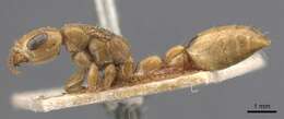 صورة Pseudomyrmex gebellii (Forel 1899)