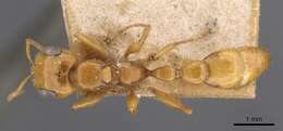 صورة Pseudomyrmex gebellii (Forel 1899)