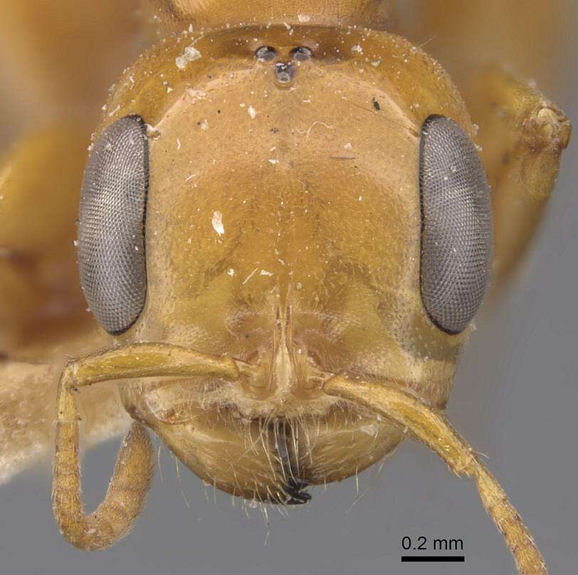 صورة Pseudomyrmex gebellii (Forel 1899)