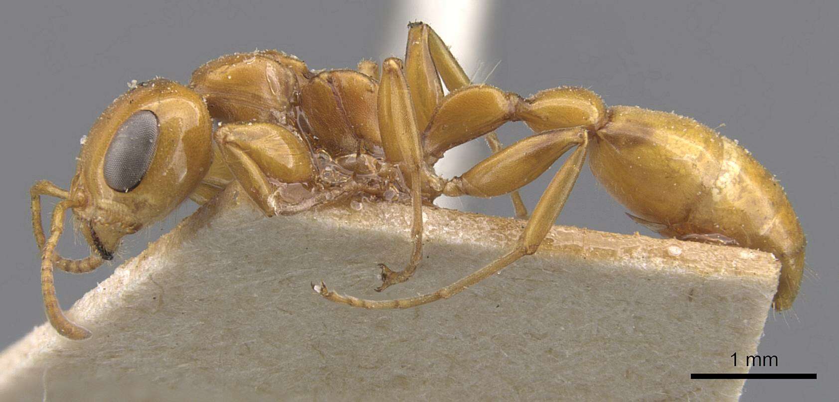 صورة Pseudomyrmex gebellii (Forel 1899)