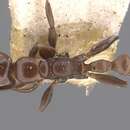 Image of Pseudomyrmex goeldii (Forel 1912)