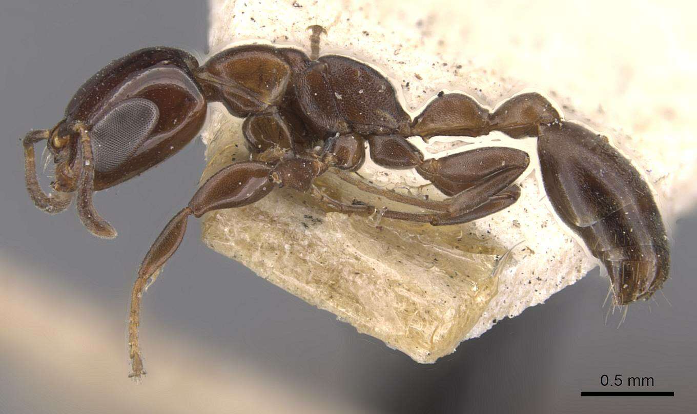 Image of Pseudomyrmex goeldii (Forel 1912)