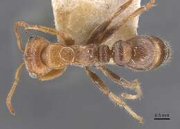 Pseudomyrmex kuenckeli (Emery 1890) resmi