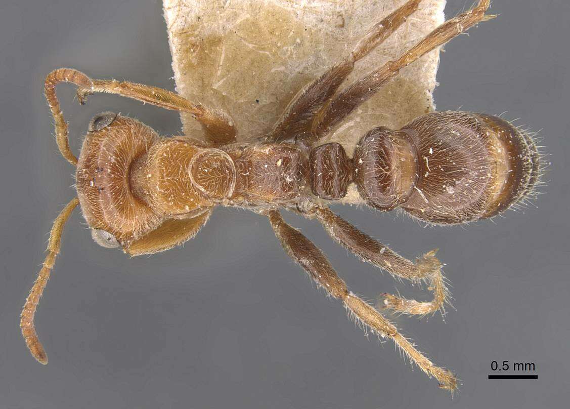 Image of Pseudomyrmex kuenckeli (Emery 1890)