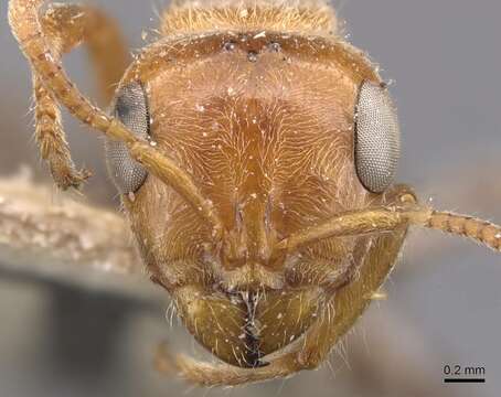 Pseudomyrmex kuenckeli (Emery 1890) resmi