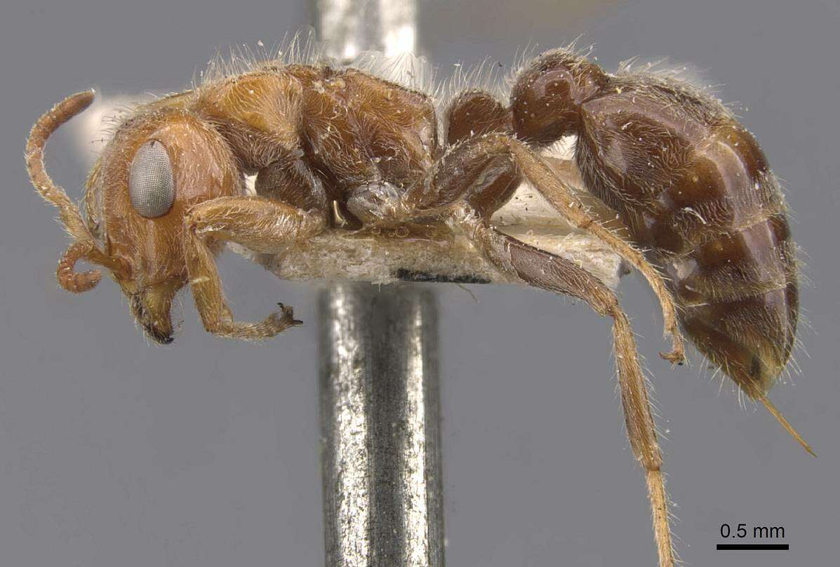 Pseudomyrmex kuenckeli (Emery 1890) resmi