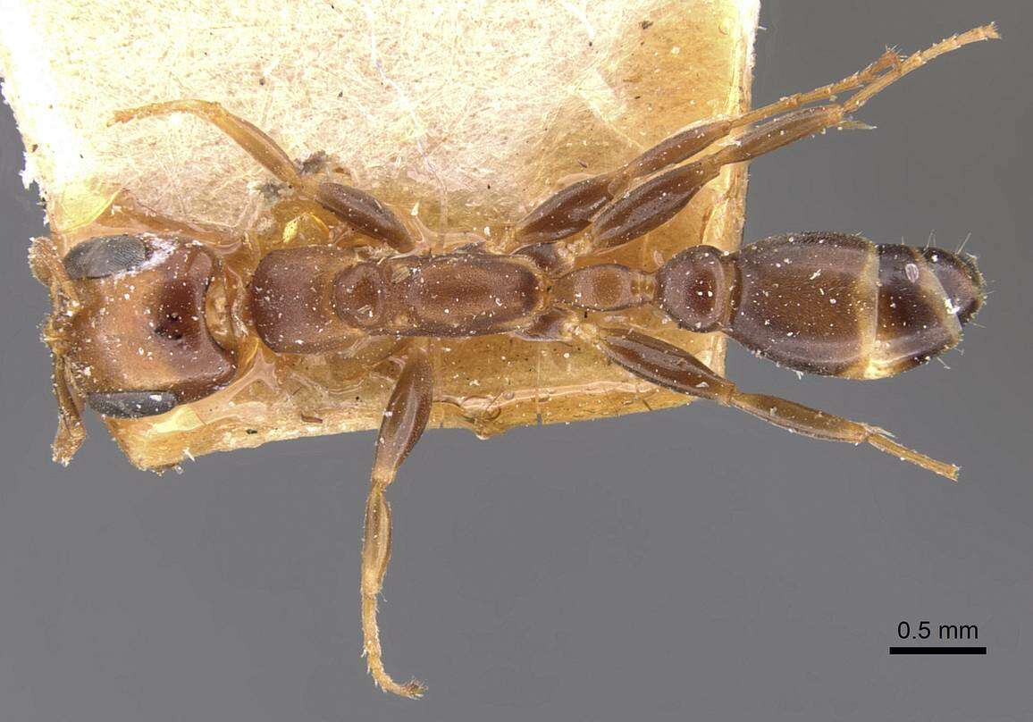 صورة Pseudomyrmex euryblemma (Forel 1899)