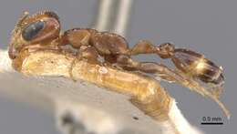 صورة Pseudomyrmex euryblemma (Forel 1899)