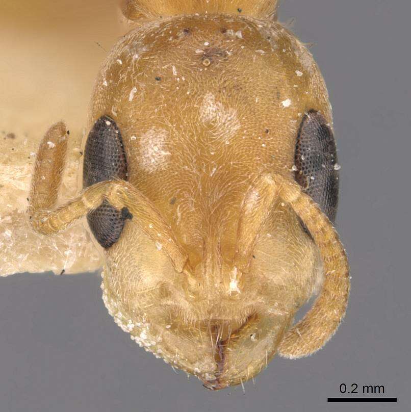 Plancia ëd Pseudomyrmex nigrocinctus (Emery 1890)