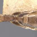 Pseudomyrmex oki (Forel 1906) resmi