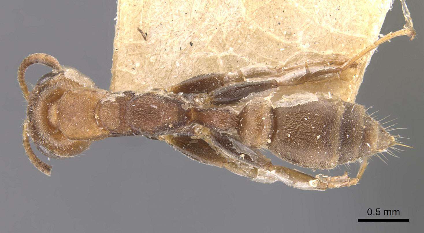Image of Pseudomyrmex oki (Forel 1906)