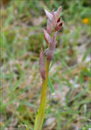 Image of Small-flowered serapias