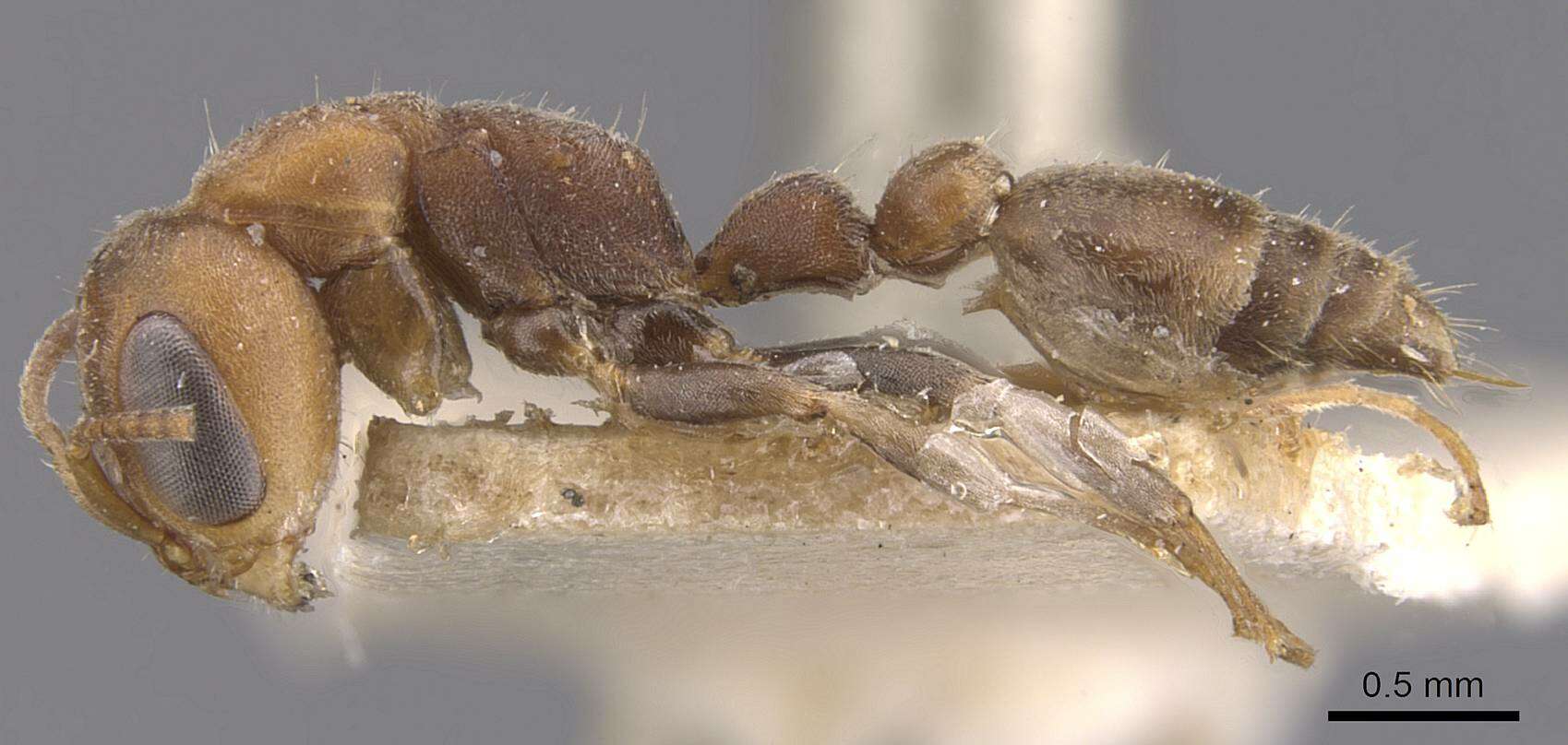 Image of Pseudomyrmex oki (Forel 1906)