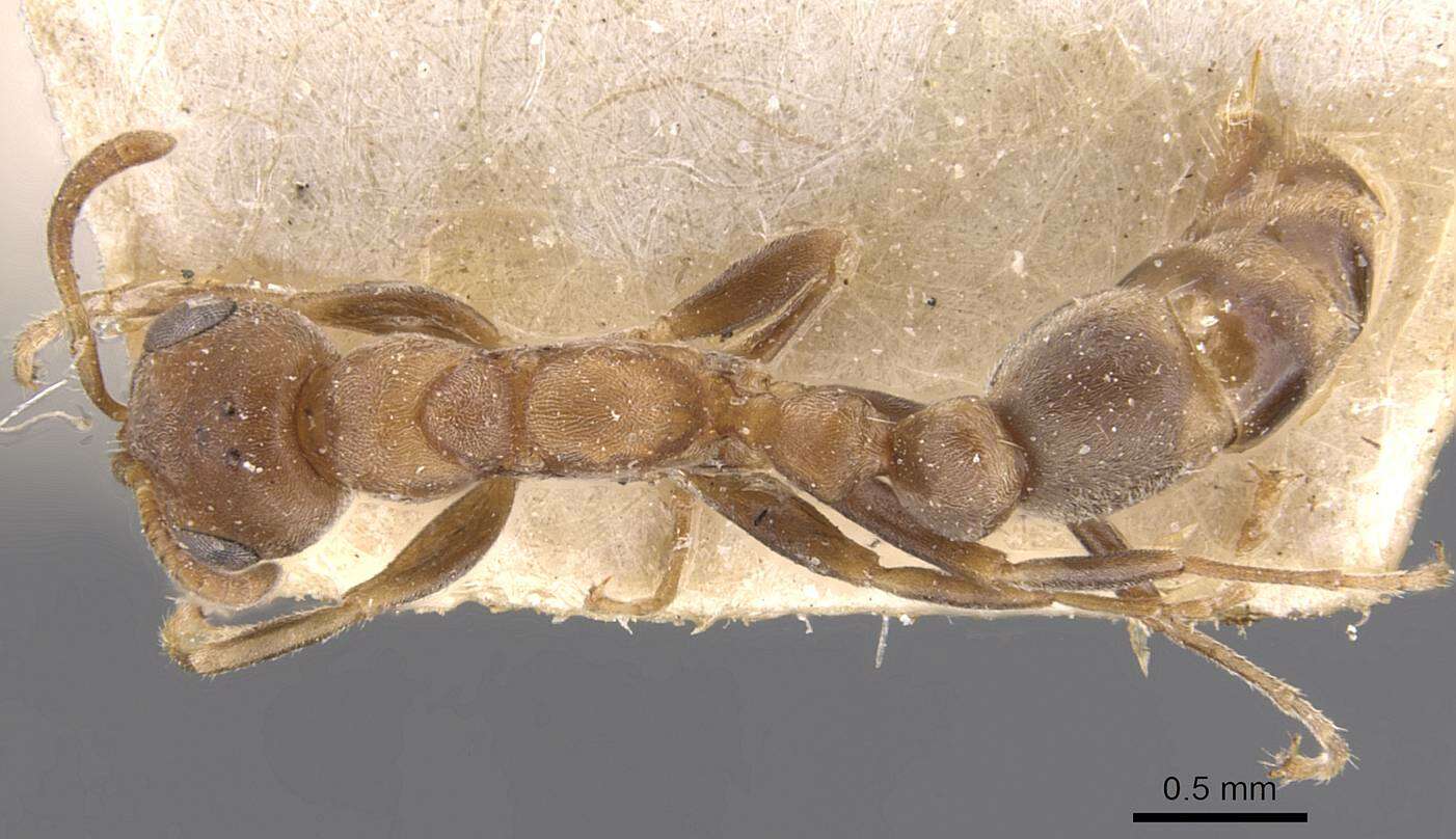 Image of Pseudomyrmex peperi (Forel 1913)