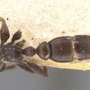Image of Pseudomyrmex ita (Forel 1906)
