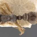 صورة <i>Pseudomyrmex cordiae</i>