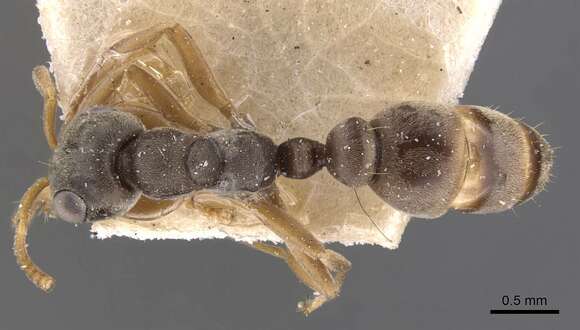 Imagem de Pseudomyrmecinae