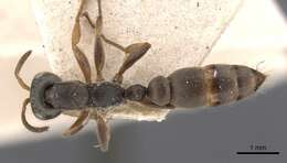 Image of Pseudomyrmex longior