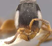 Image of Pseudomyrmex longior