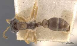Image of Pseudomyrmecinae