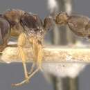 Image of Pseudomyrmex vinneni