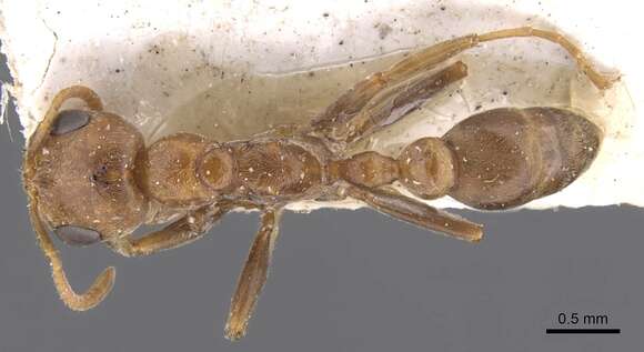 صورة Pseudomyrmex spinicola (Emery 1890)