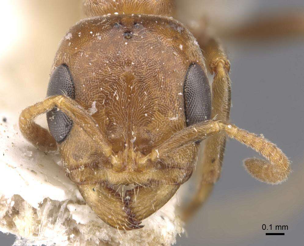 صورة Pseudomyrmex spinicola (Emery 1890)