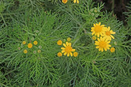 Image of Senecio pinnatifolius var. capillifolius (Hook. fil.) I. Thomps.