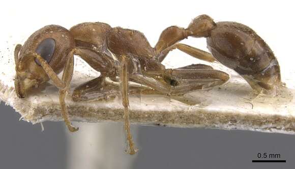 صورة Pseudomyrmex spinicola (Emery 1890)