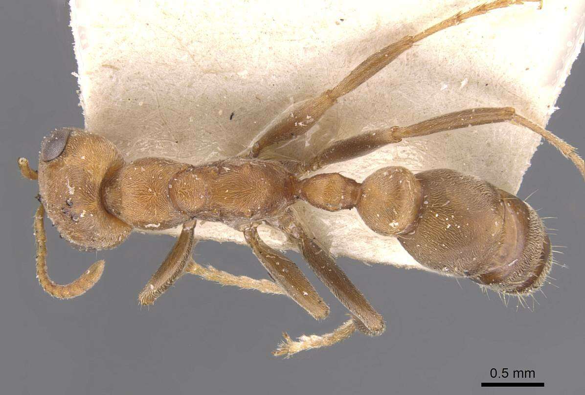 صورة Pseudomyrmex spinicola (Emery 1890)