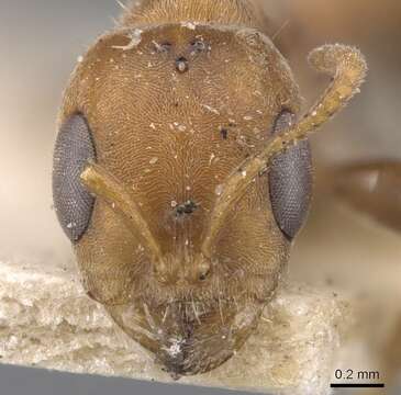 صورة Pseudomyrmex spinicola (Emery 1890)