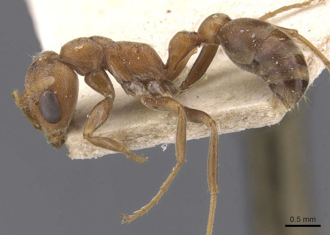 صورة Pseudomyrmex spinicola (Emery 1890)