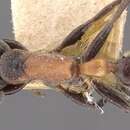 Image of Pseudomyrmex rufomedius (Smith 1877)