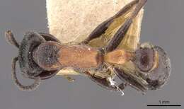 Image of Pseudomyrmex rufomedius (Smith 1877)
