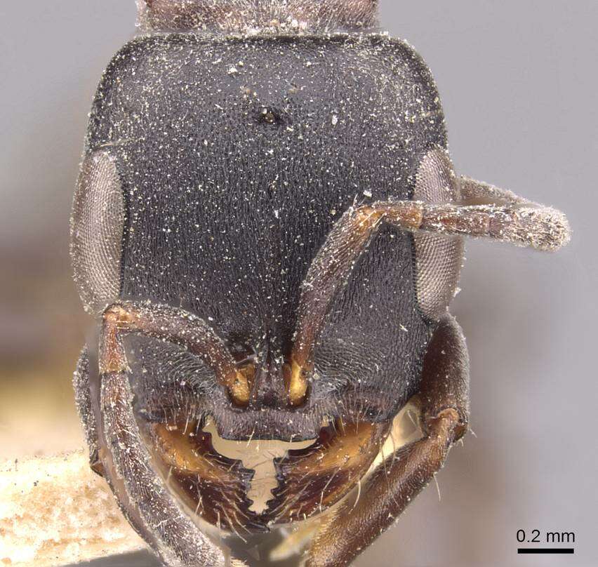 Image of Pseudomyrmex rufomedius (Smith 1877)