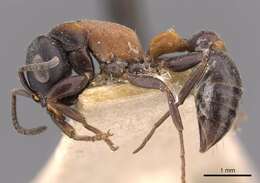 Image of Pseudomyrmex rufomedius (Smith 1877)