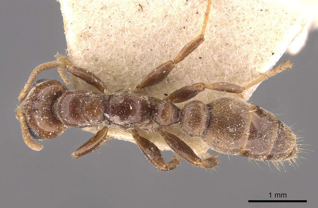 Image of Pseudomyrmex triplaridis (Forel 1904)