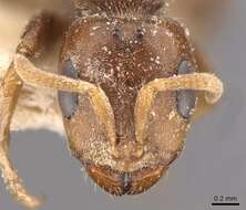 Image of Pseudomyrmex triplaridis (Forel 1904)