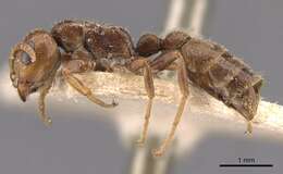 Image of Pseudomyrmex triplaridis (Forel 1904)